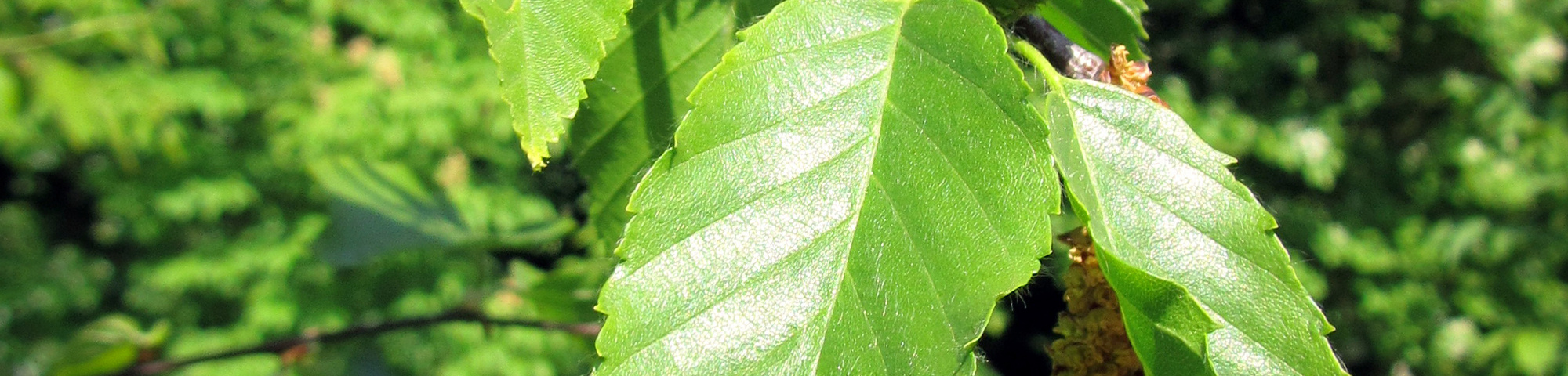 Betula lenta