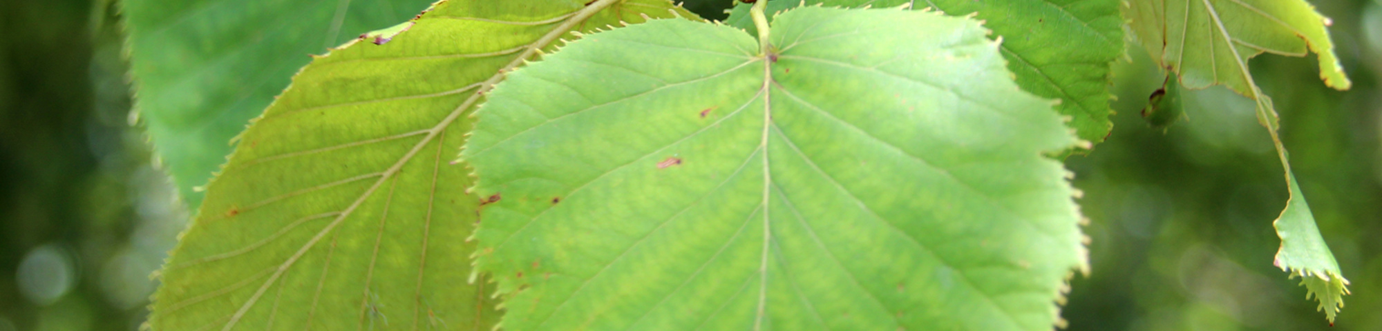 Betula maximowicziana
