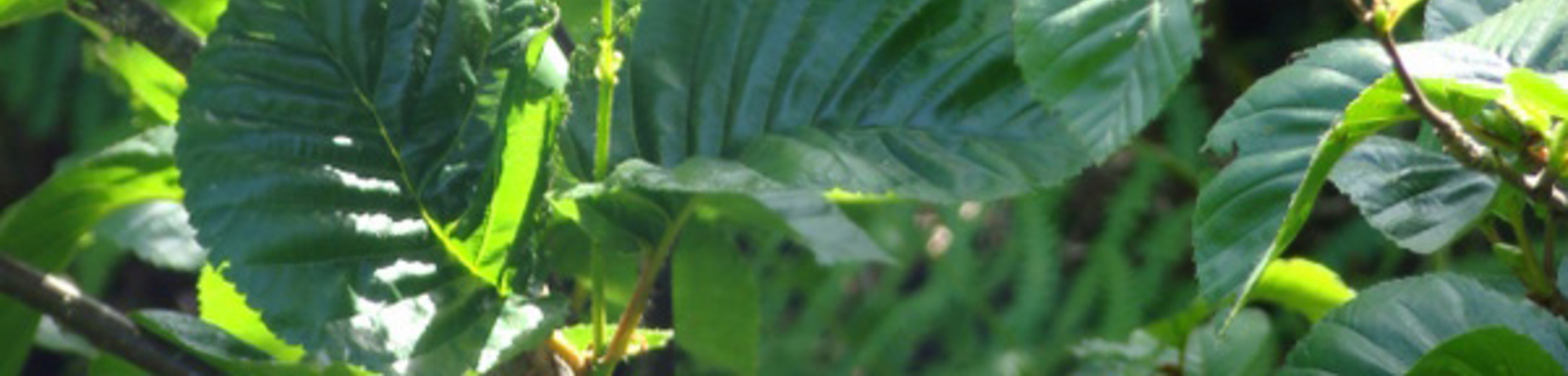 Betula medwediewii
