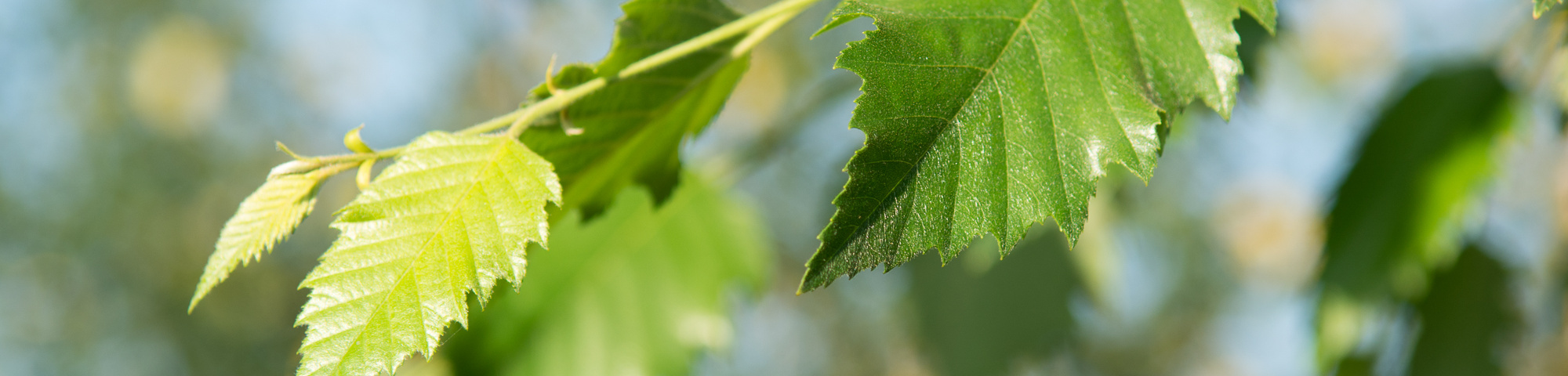 Betula nigra 'Dura Heat'
