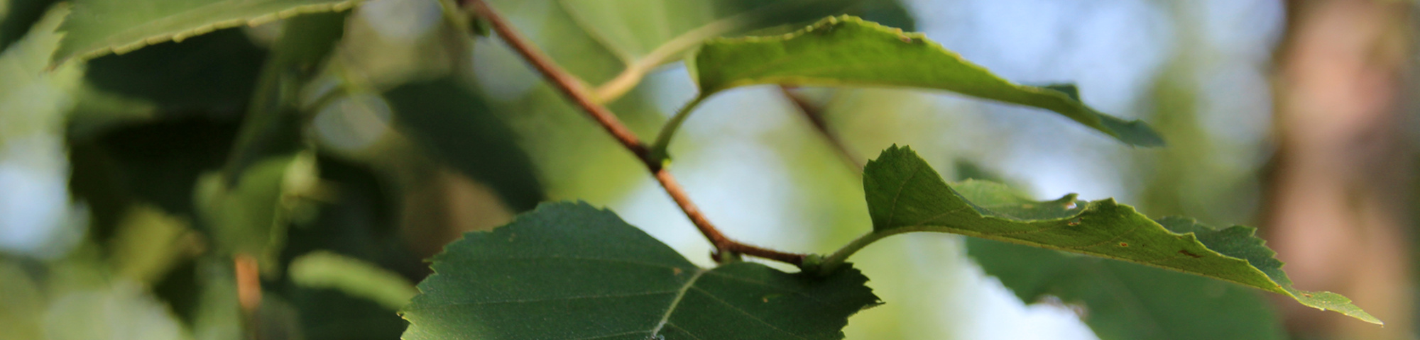 Betula papyrifera