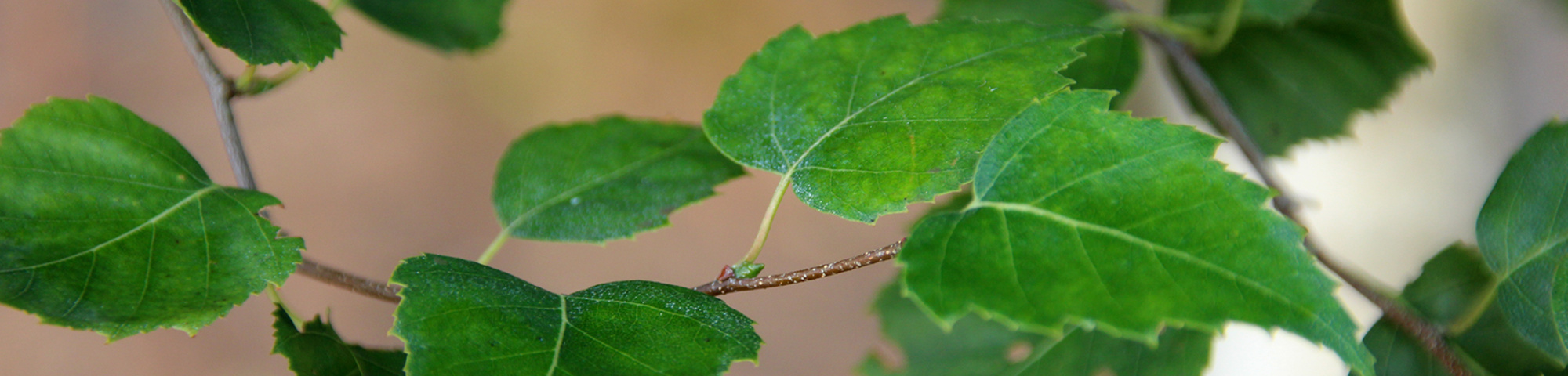 Betula pendula 'Fastigiata'