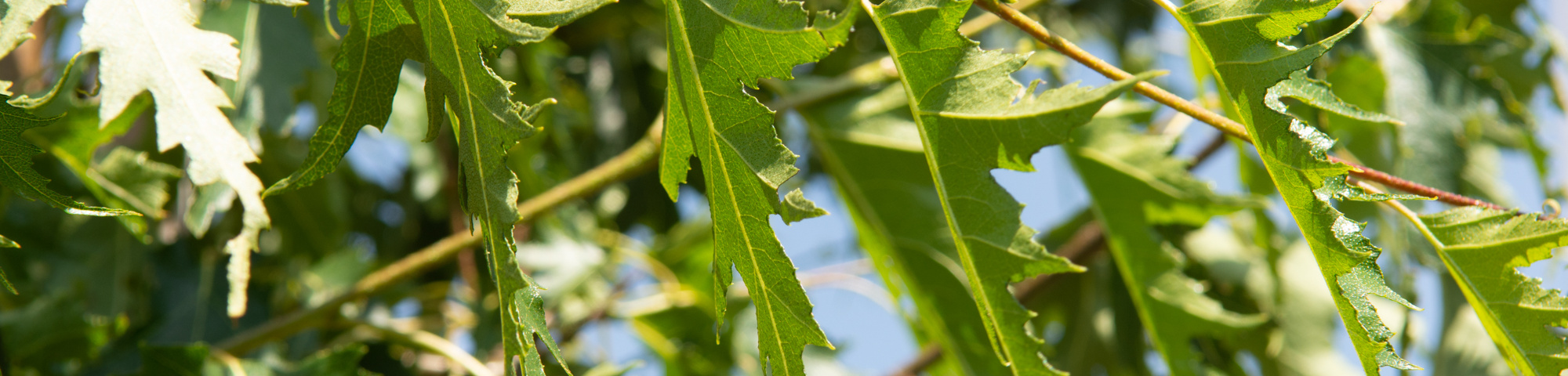 Betula pendula 'Laciniata'