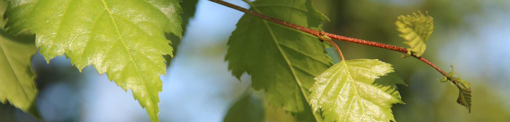 Betula pendula