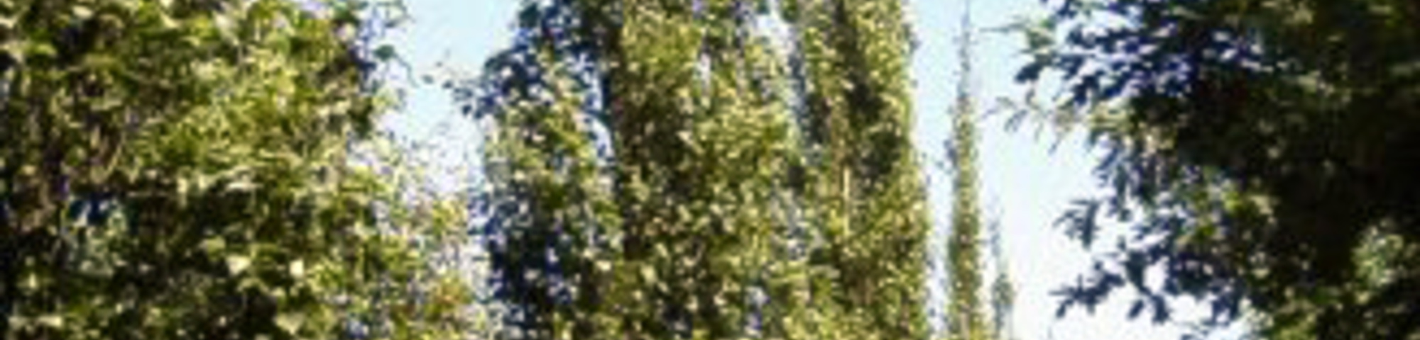 Betula pendula 'Obelisk'