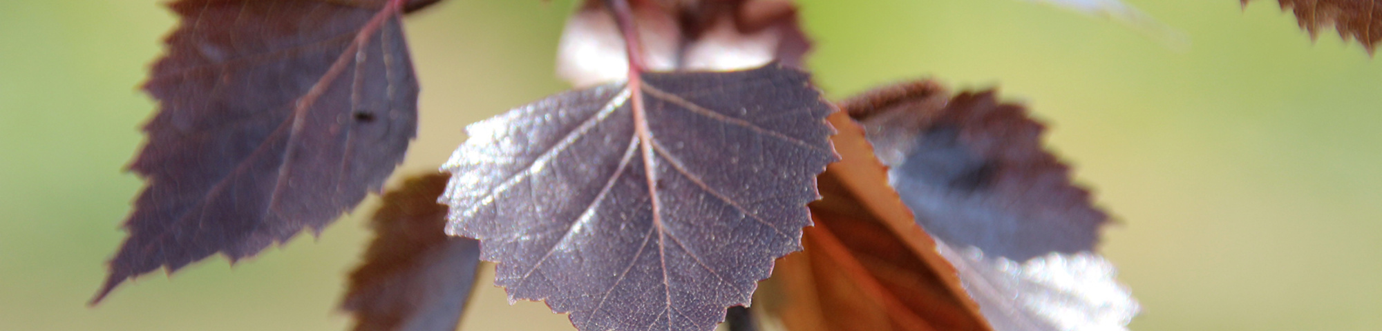 Betula pendula 'Purpurea'