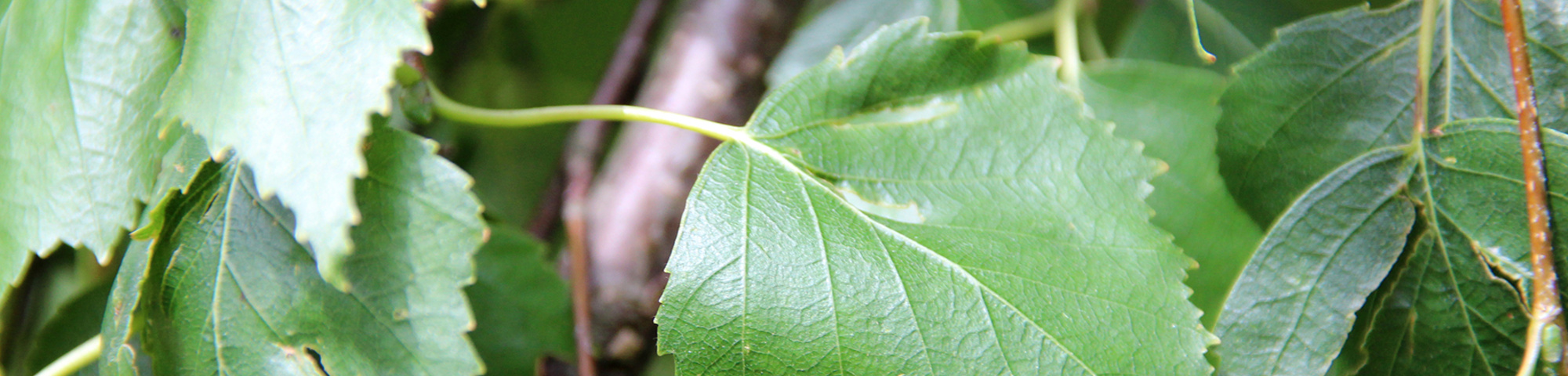 Betula pendula 'Youngii'