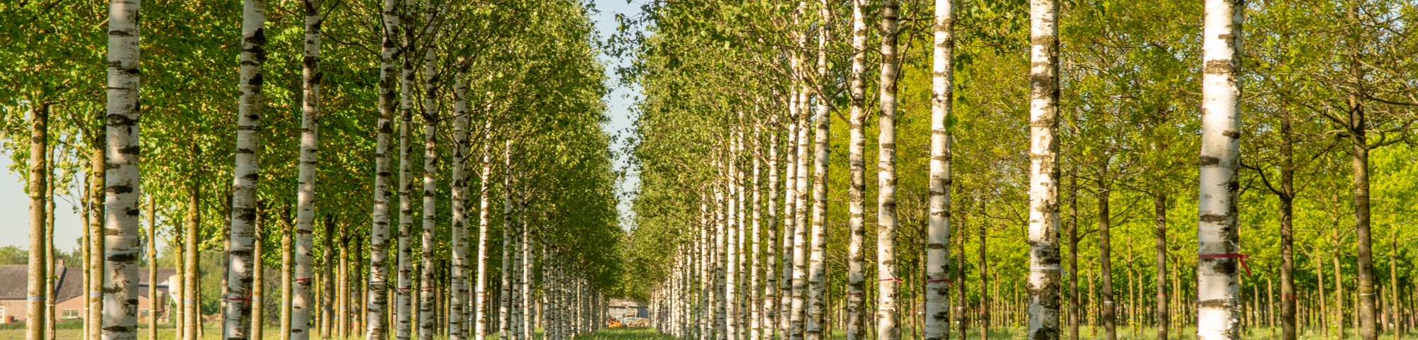 Betula pendula 'Zwitsers Glorie'