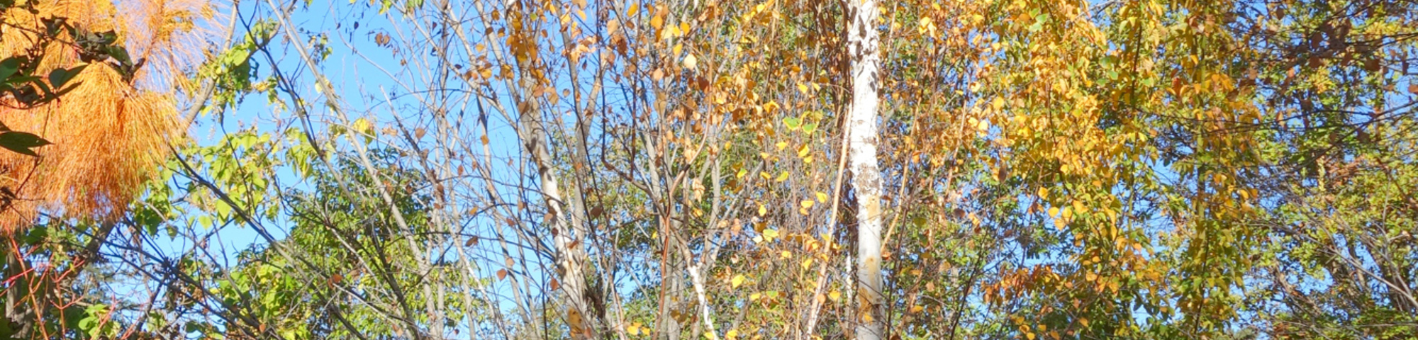 Betula platyphylla