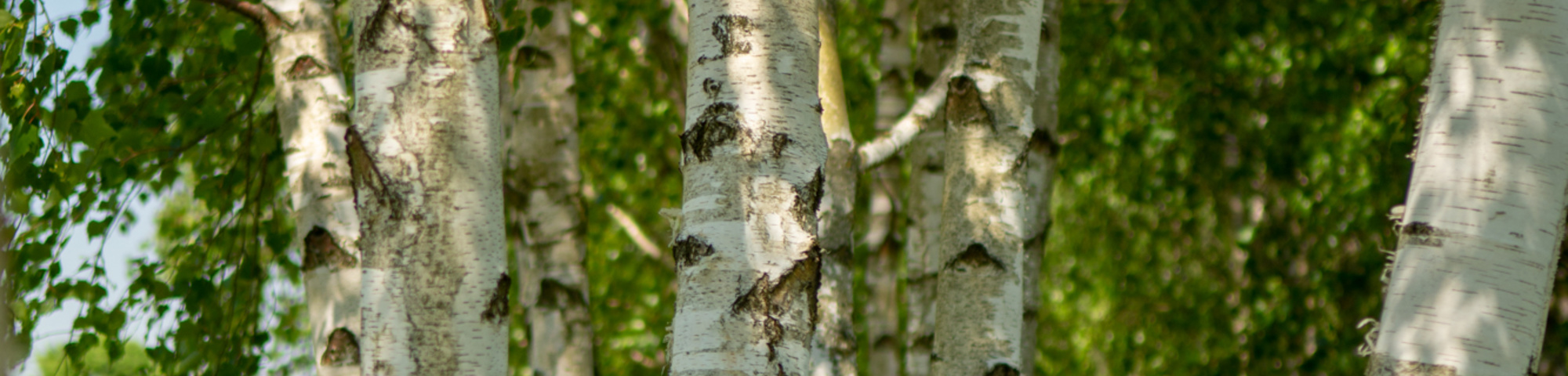 Betula pubescens