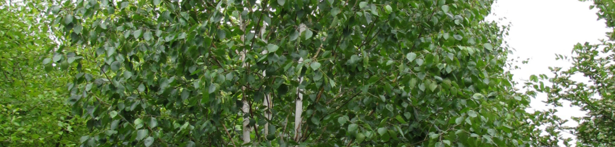 Betula utilis var. jacquemontii