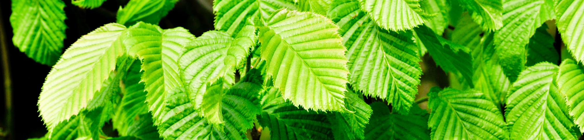 Carpinus betulus 'Columnaris'