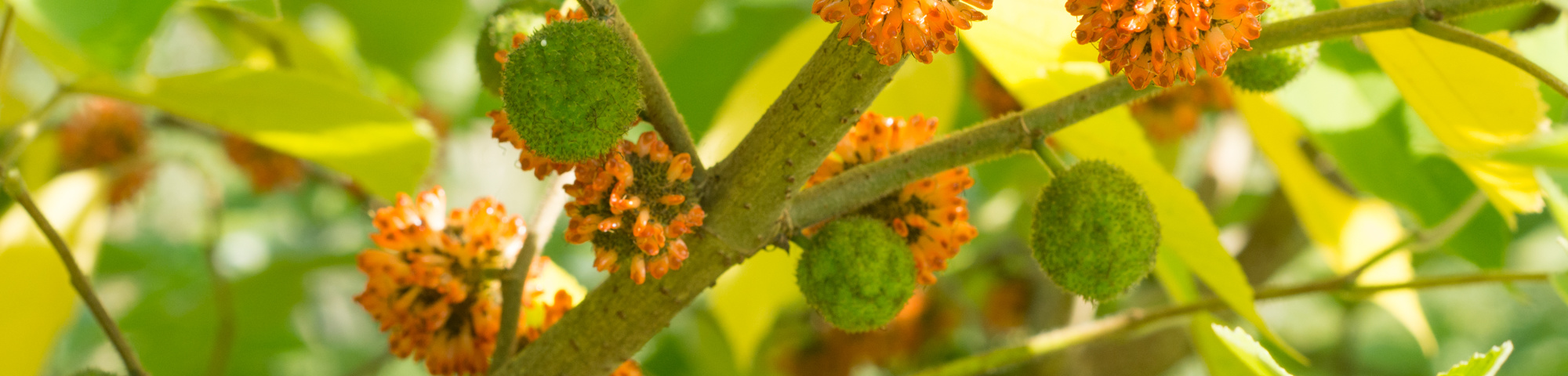 Broussonetia papyrifera