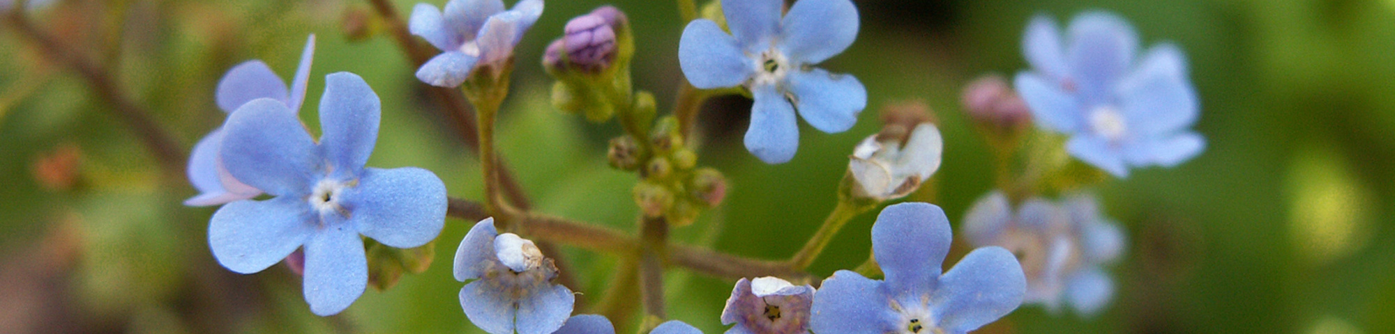 Brunnera macrophylla
