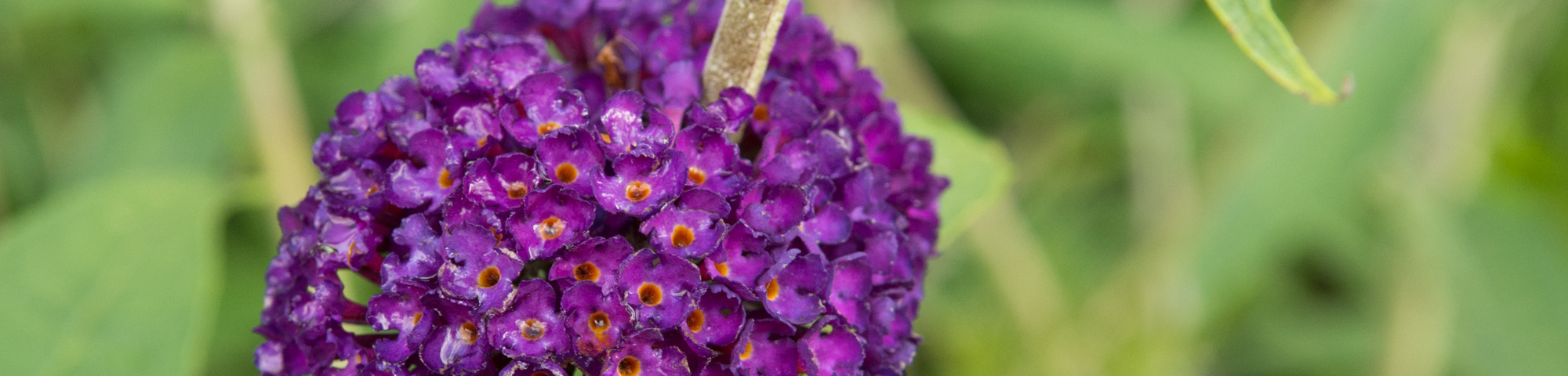 Buddleja davidii 'Black Knight'