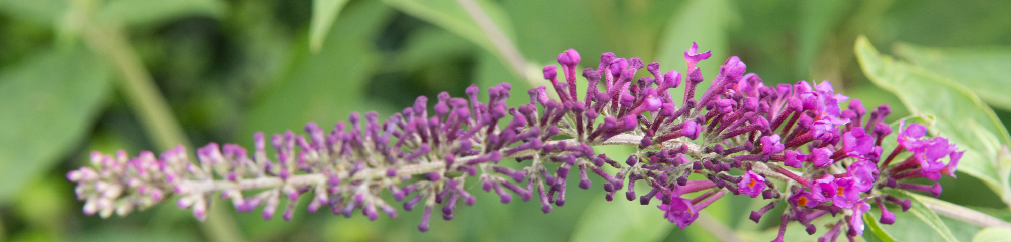Buddleja davidii 'Empire Blue'