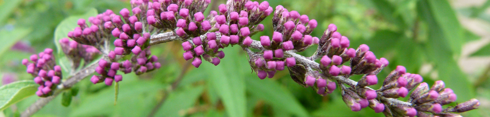 Buddleja davidii