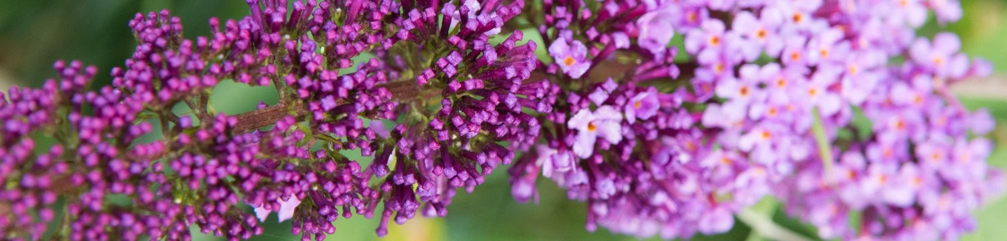 Buddleja davidii 'Ile de France'