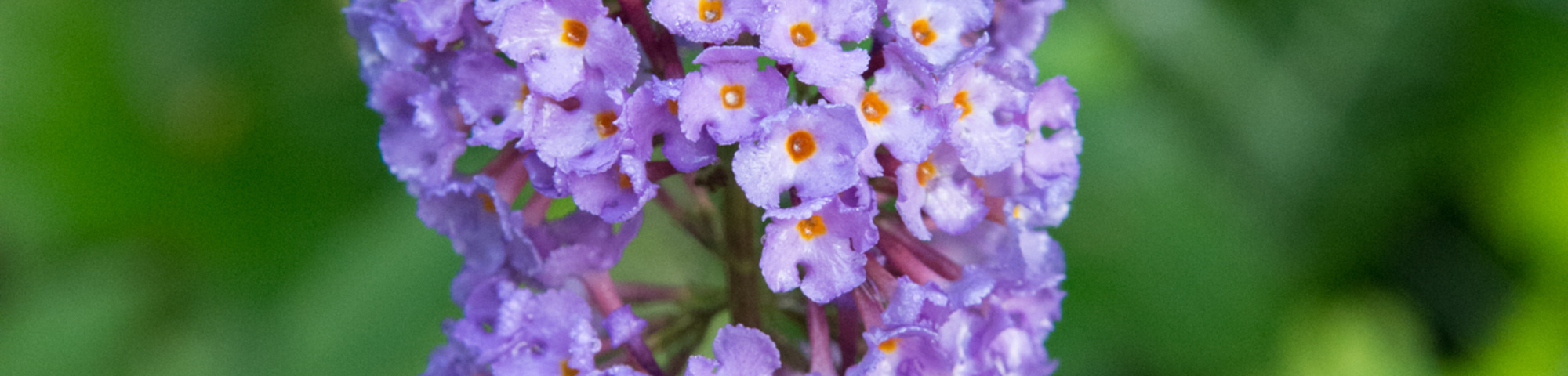 Buddleja davidii 'Nanho Blue'