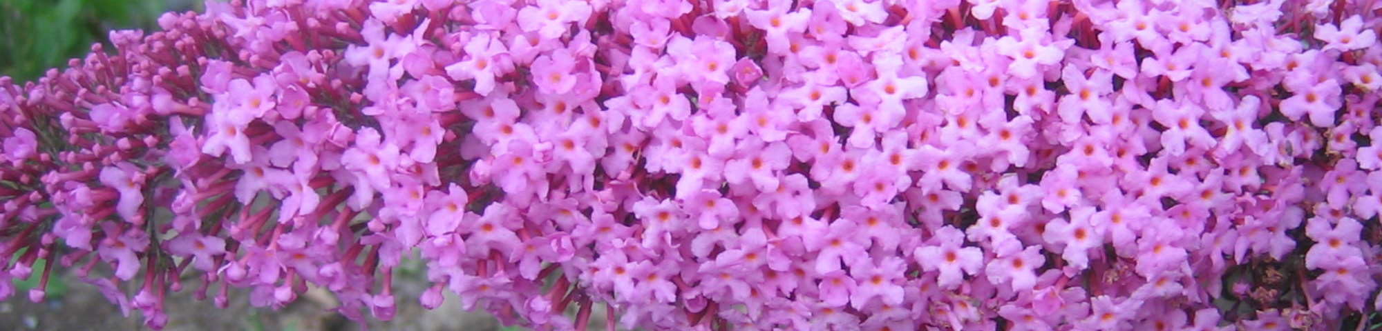 Buddleja davidii 'Pink Delight'