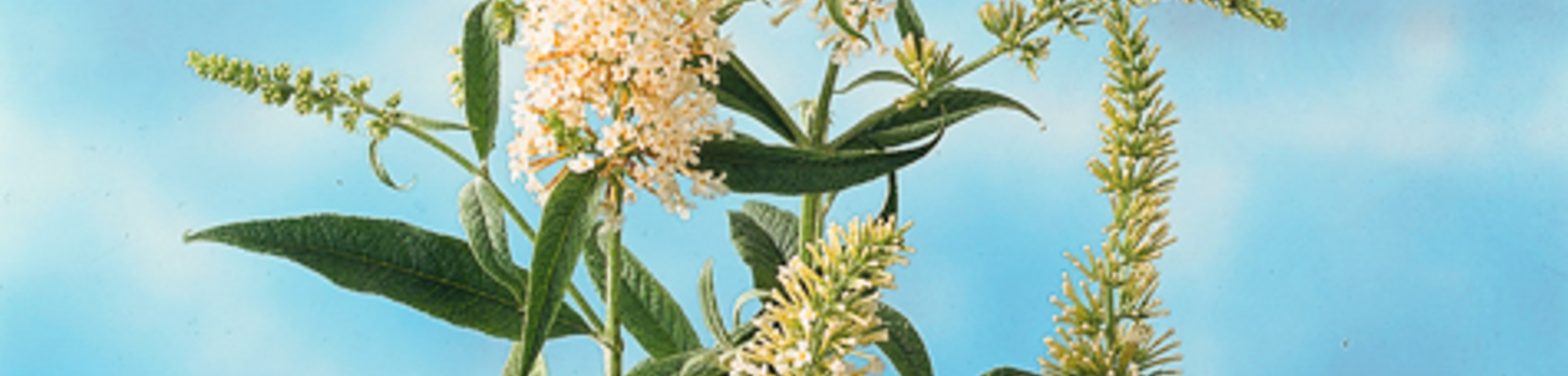 Buddleja davidii 'White Spread'