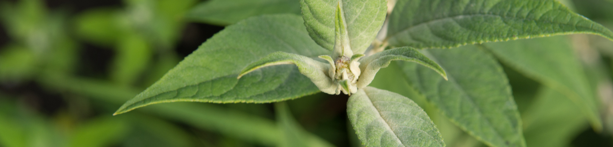 Buddleja x 'Blue Chip'