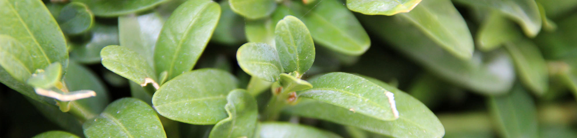 Buxus sempervirens