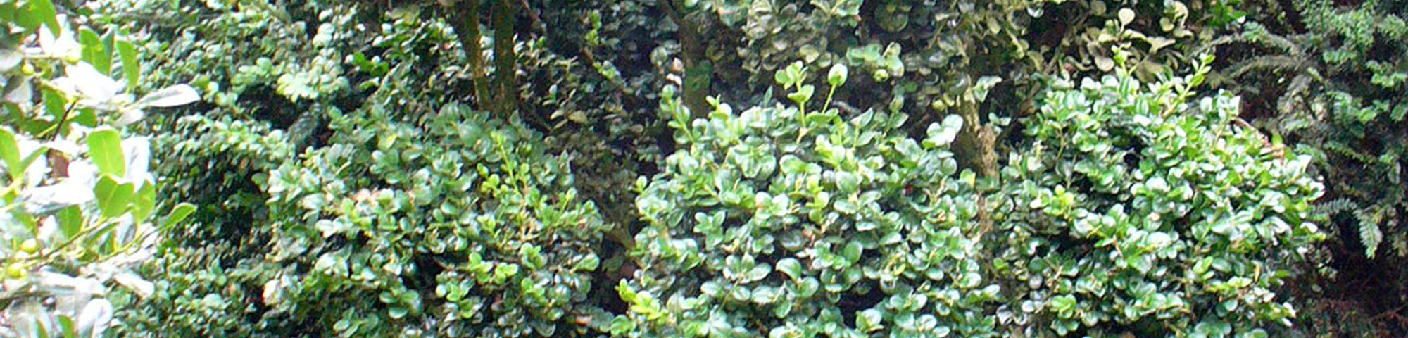 Buxus sempervirens 'Rotundifolia'