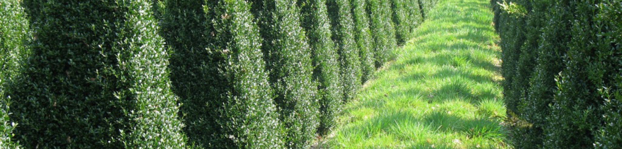 Buxus sempervirens var. arborescens