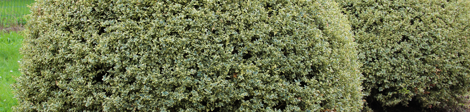 Buxus sempervirens 'Variegata'