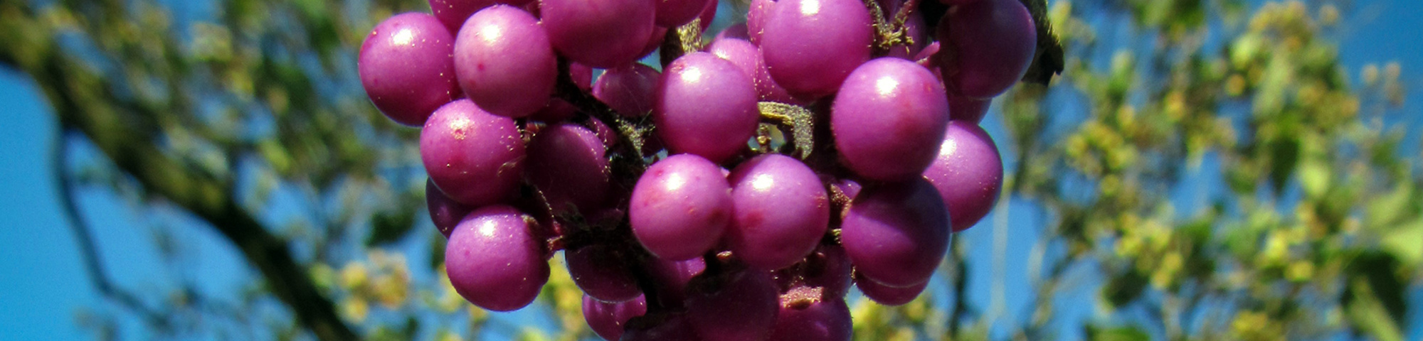 Callicarpa bodinieri var. giraldii