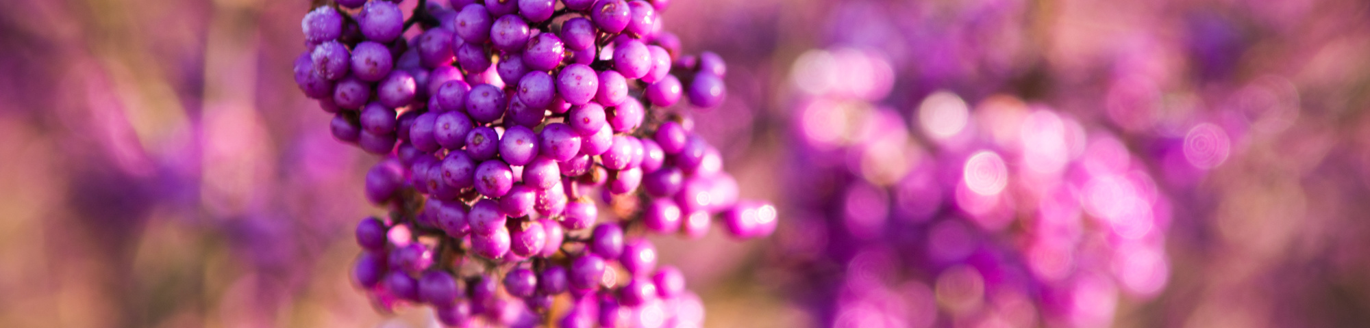Callicarpa bodinieri 'Profusion'