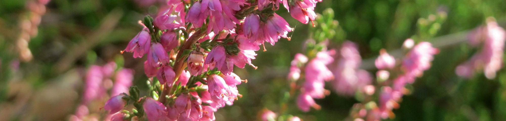 Calluna vulgaris