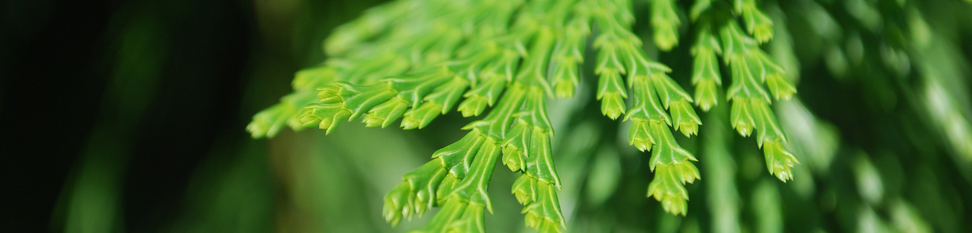 Calocedrus decurrens