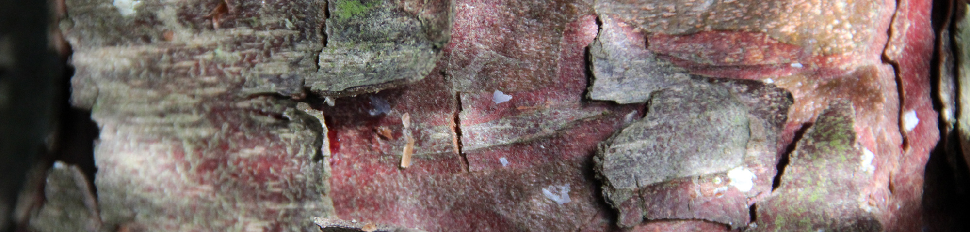 Calocedrus decurrens 'Pillar'