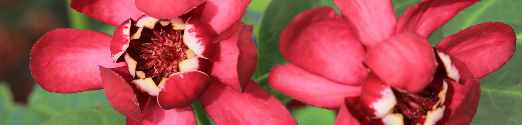 Calycanthus x raulstonii 'Aphrodite'