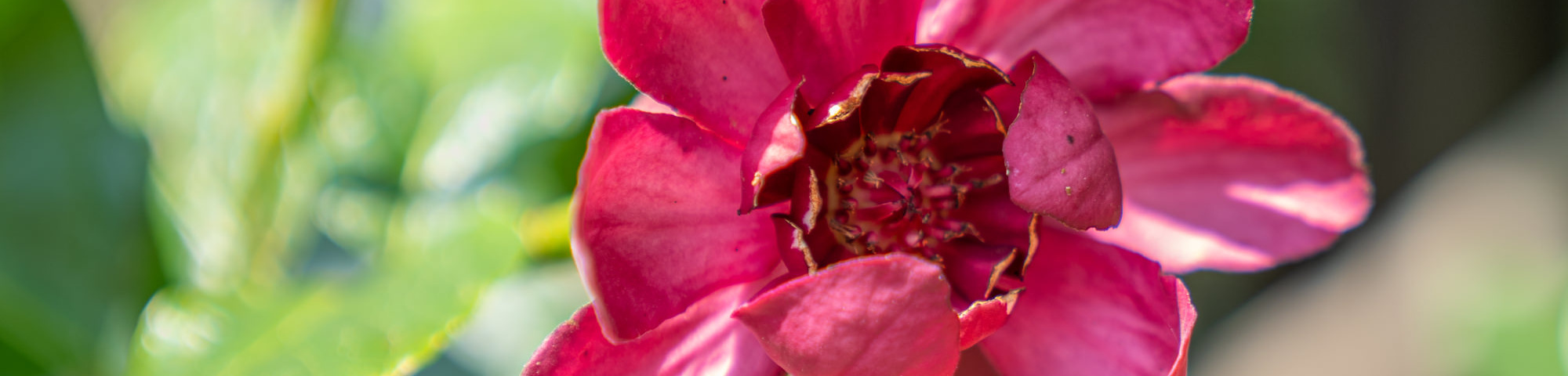 Calycanthus floridus