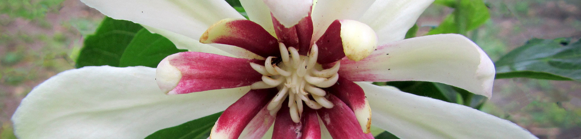 Calycanthus 'Venus'