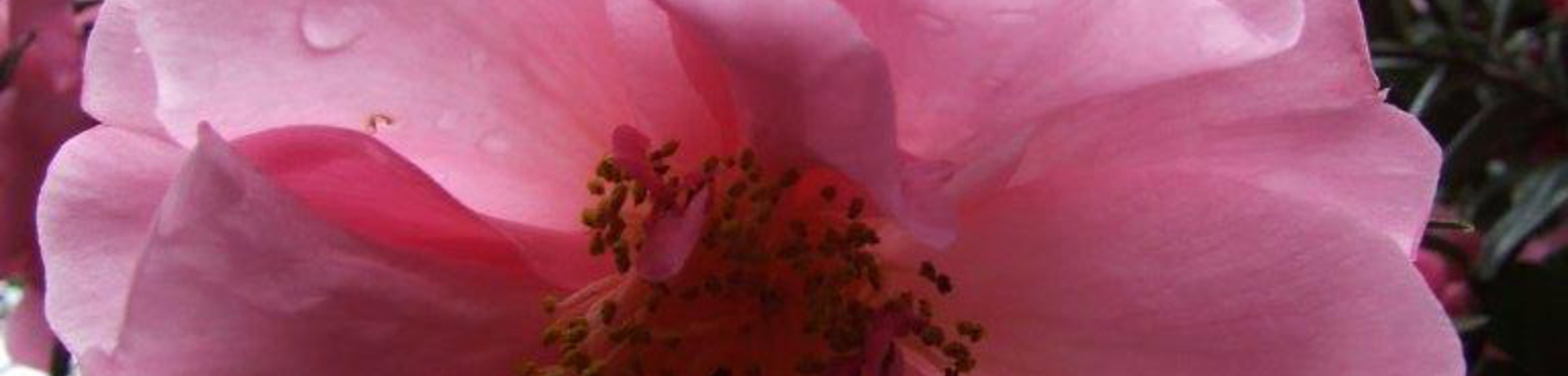 Camellia x williamsii 'André Ebben'