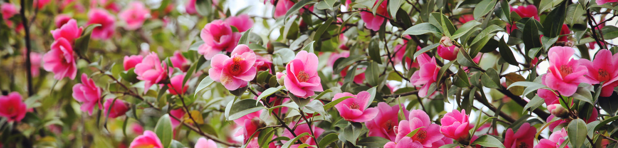 Camellia x williamsii