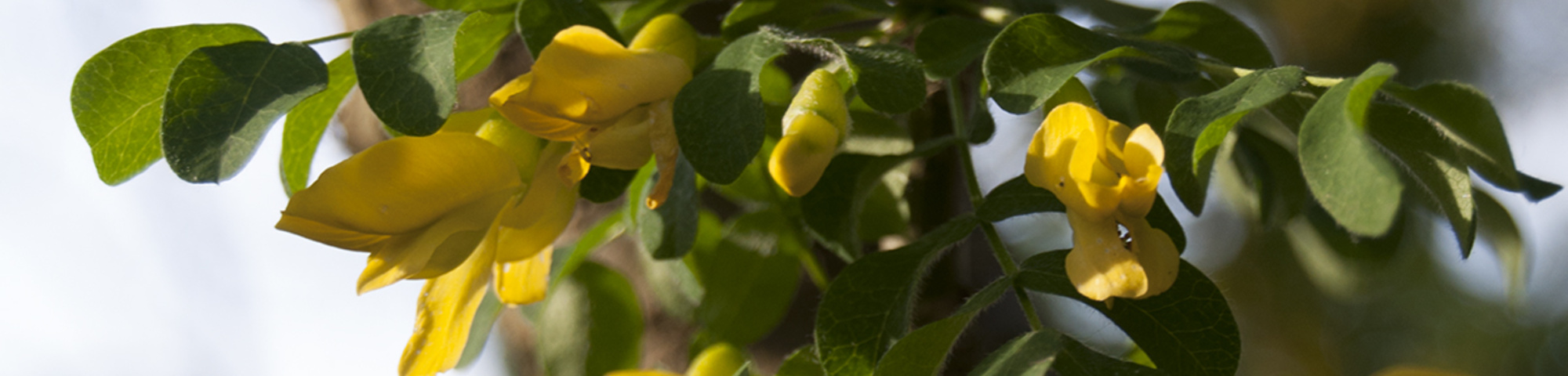 Caragana arborescens