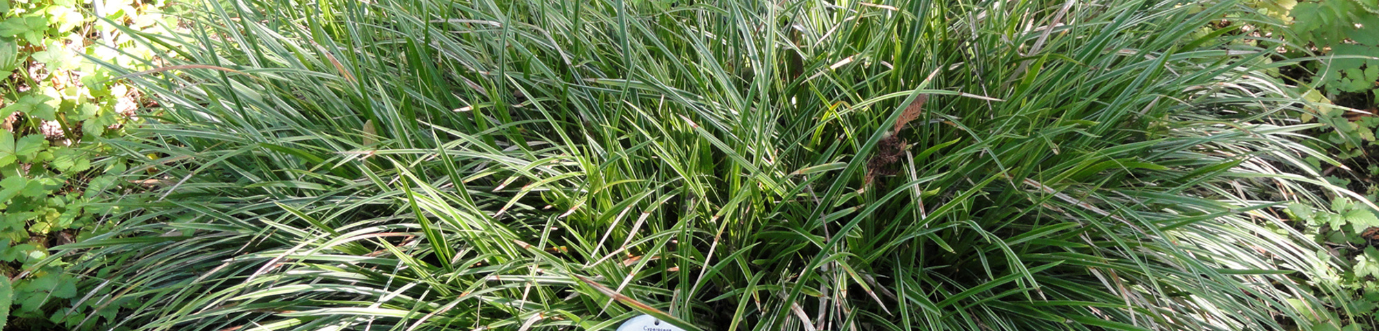 Carex morrowii