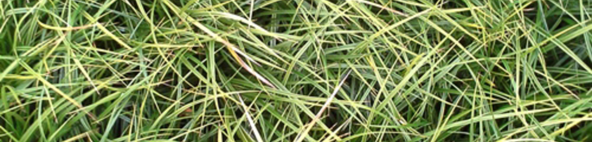 Carex morrowii 'Variegata'