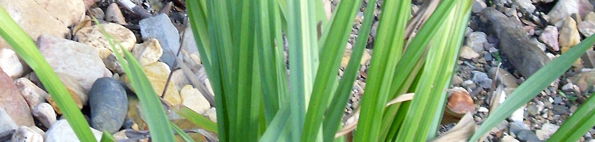 Carex pendula