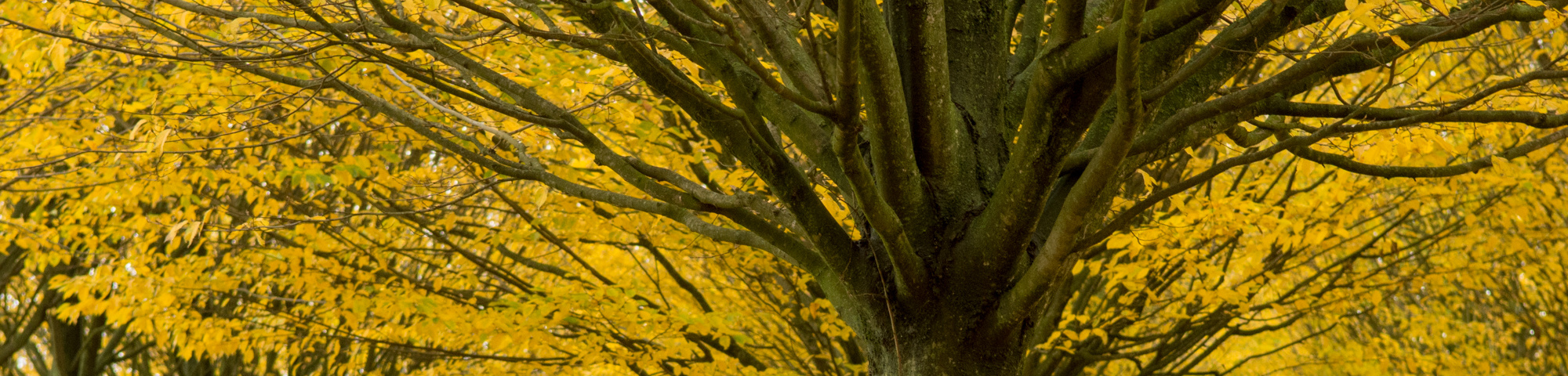 Carpinus betulus 'Fastigiata'