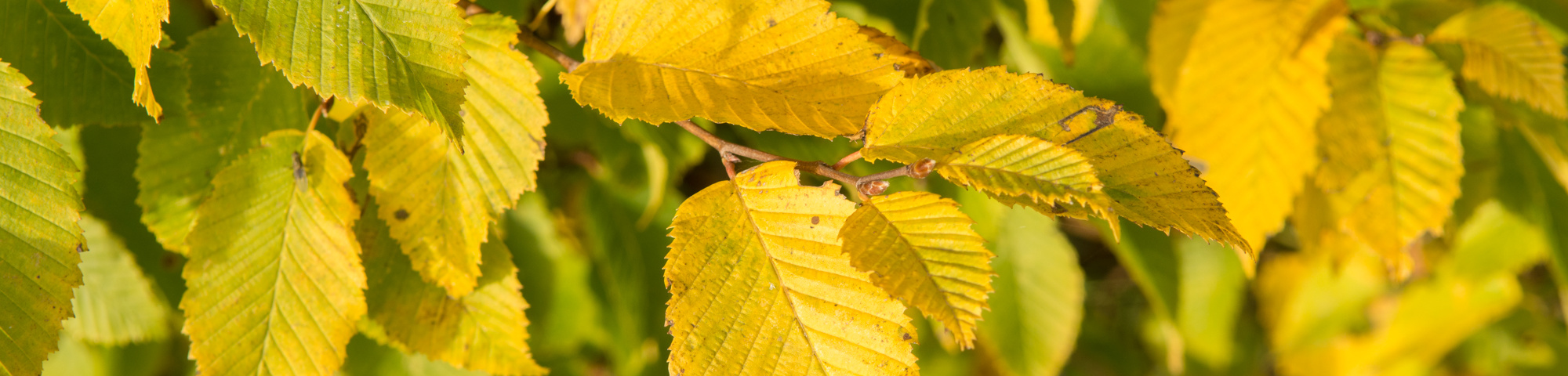 Carpinus betulus 'Frans Fontaine'