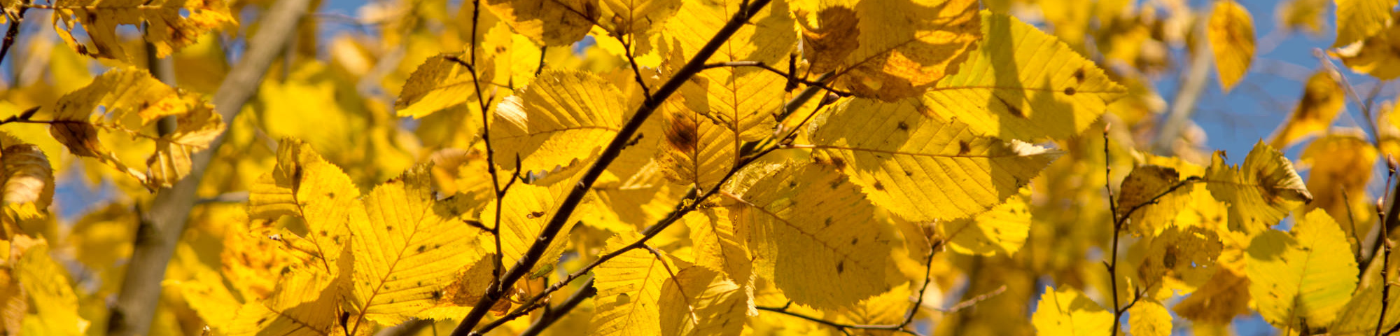 Carpinus betulus 'Jurrius'