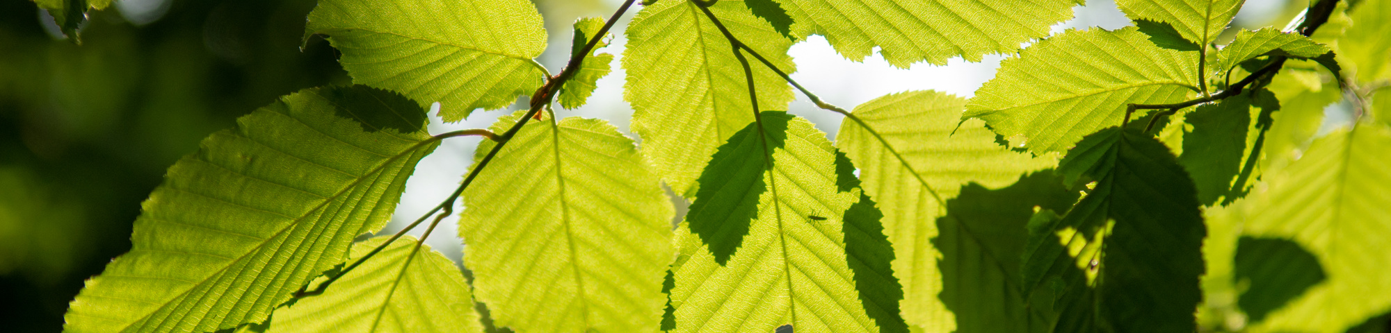 Carpinus betulus