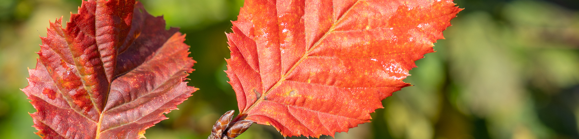 Carpinus betulus ROCKHAMPTON RED