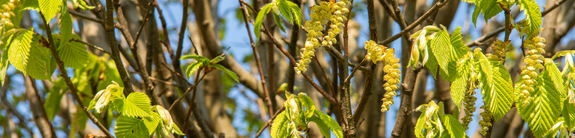 Carpinus betulus 'Monumentalis'